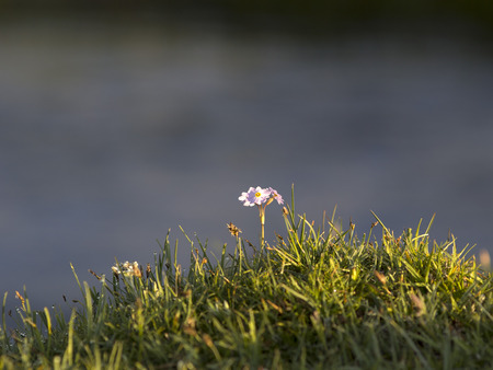 One small pink flower in the grass.の写真素材