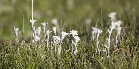 Edelweiss - flowers growing in the mountainous regions of Europe and Asia.の写真素材