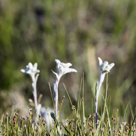 Edelweiss - flowers growing in the mountainous regions of Europe and Asia.の写真素材