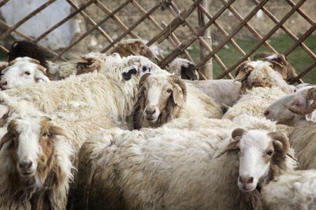 A flock of sheep in the paddock.の写真素材