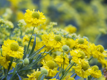 Beautiful yellow flowers - Helenium autumnale.の写真素材