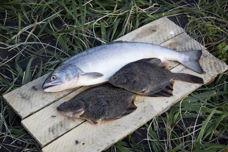 Freshly caught plaice. The Pacific ocean, Kamchatka.