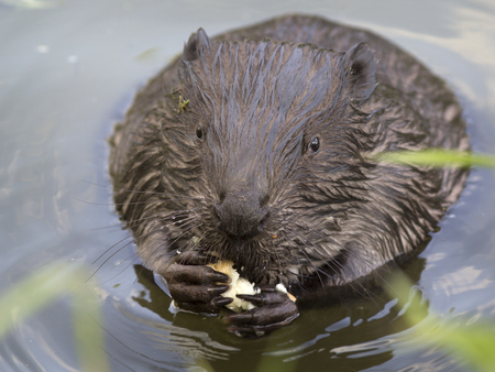 The beaver eats a piece of bread.の写真素材