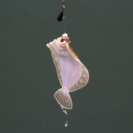 Flounder hanging on the hook while fishing.