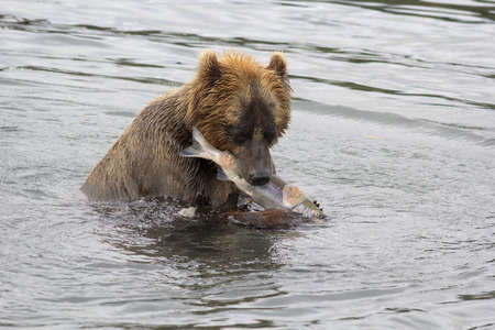 Brown bear eating a freshly caught fish. Kuril lake, Kamchatka, Russiaの写真素材