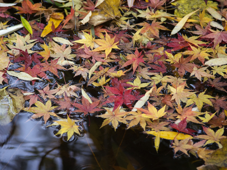 Colorful autumn foliage on the surface of the pond.