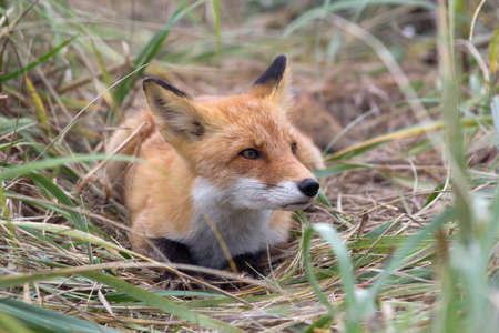 A fox in the wild.の写真素材