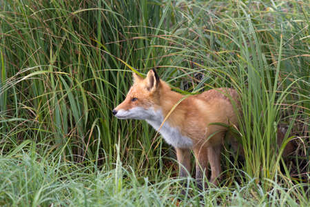 A fox in the wild.