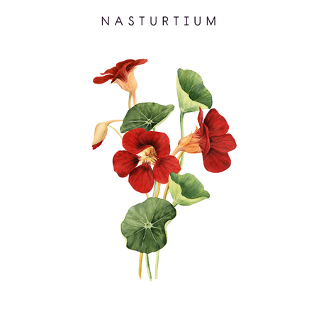 Bouquet of nasturtium, watercolor, can be used as greeting card, invitation card for wedding, birthday and other holiday and  summer background.の写真素材