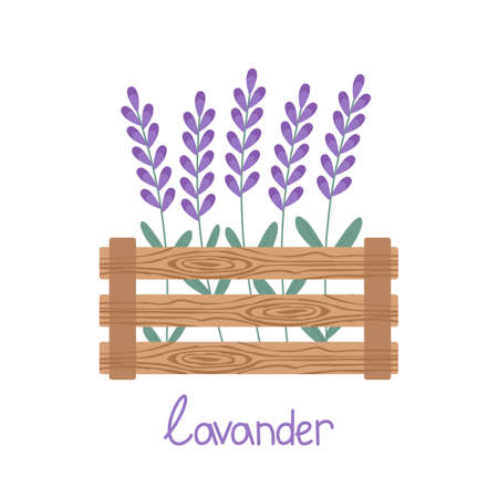 Lavender flowers grow in a wooden box. Vector illustration isolated on a white background. For a design or a postcardのイラスト素材