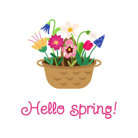 hello spring. A postcard with a basket of bright colorful flowers of tulip, narcissus, muscari, pansies, bell, peony, snowdrop and an inscription. Festive vector illustration for designのイラスト素材