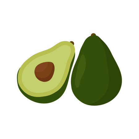 avocado fruit. vector illustration. In the style of hand drawing.