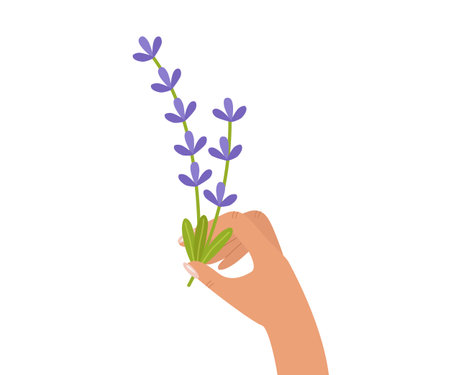 In her hand she holds a bouquet of lavender twigs. Beautiful lilac flowers. Vector illustration isolated for design or postcardのイラスト素材