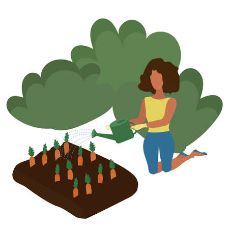 The girl is working in the garden, watering carrots from a watering can in the garden. Dacha, recreation, gardener. vector illustration.のイラスト素材