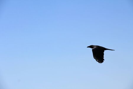 flight ravens