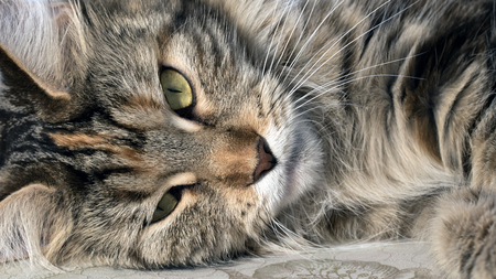 Head maine coon close upの写真素材