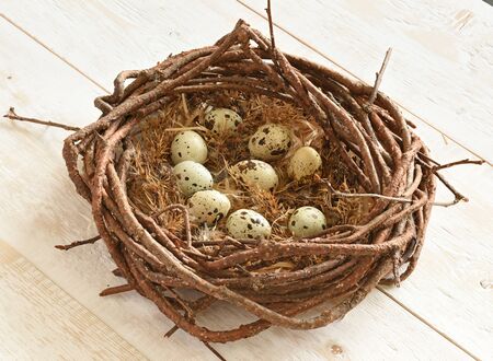 speckled quail eggs in the nestの写真素材