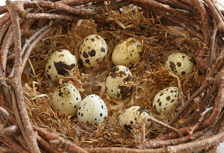 speckled quail eggs in the nestの写真素材