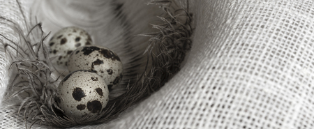 spotted quail eggs on sackingの写真素材