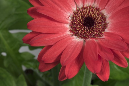 Part of a red flower on a green backgroundの写真素材