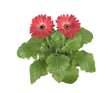 home flower gerbera on a white backgroundの写真素材