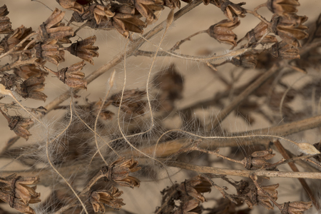 Background from a dry grass and downの写真素材