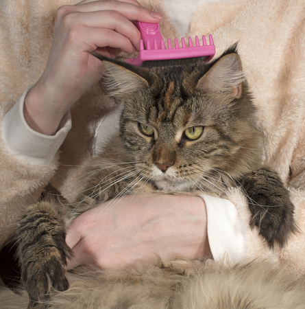 Maine Coon cat girl combingの写真素材