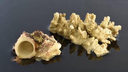 shellfish and coral in waterの写真素材
