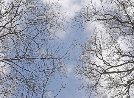 tree branches and blue skyの写真素材