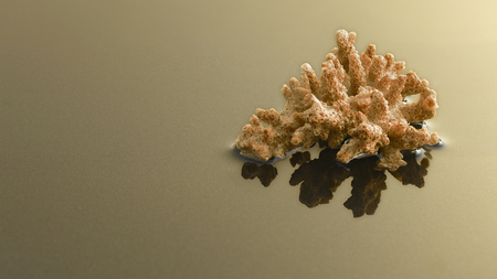 coral in the water on a yellow backgroundの写真素材