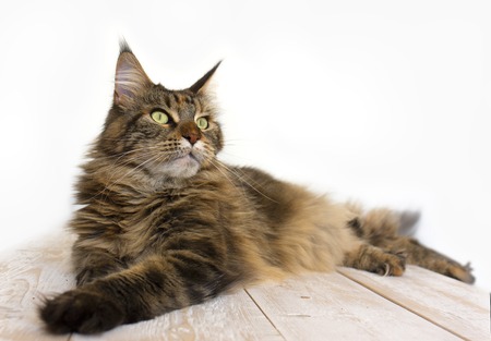 Maine Coon on a wooden table close-upの写真素材