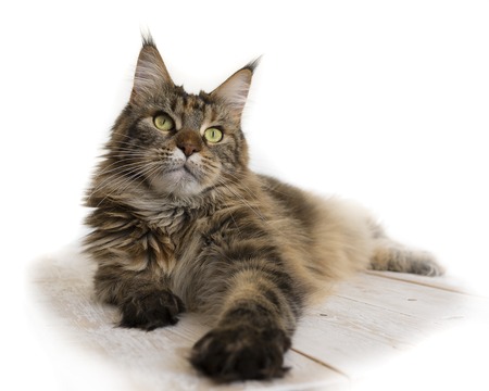 Maine Coon on a wooden table close-upの写真素材