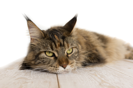 Maine Coon on a wooden table close-upの写真素材