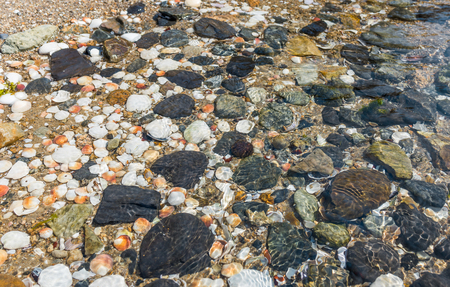 Sand and rocks on the shore of the Pacific Ocean in the summerの写真素材