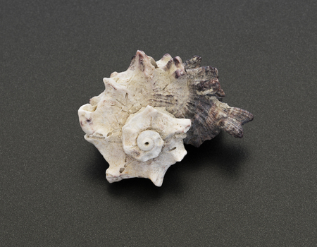clam shell on a dark background closeupの写真素材
