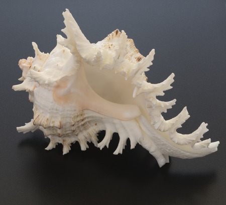 big seashell close-up on a black backgroundの写真素材
