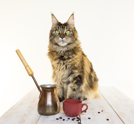 Maine Coon on a wooden table close-upの写真素材