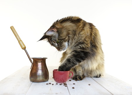 Maine Coon on a wooden table close-upの写真素材