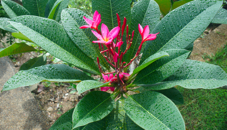 red tropical flower with raindrops on the leavesの写真素材