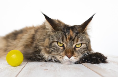 Maine Coon on a wooden table close-upの写真素材