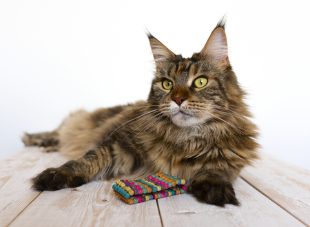 Maine Coon on a wooden table close-upの写真素材