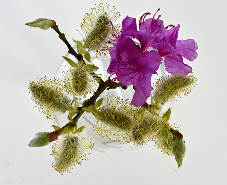 Rhododendron flower close-up on a light backgroundの写真素材