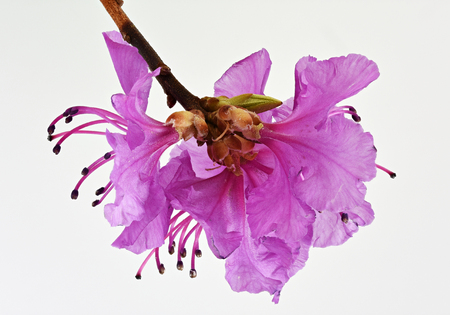 Rhododendron flower close-up on a light backgroundの写真素材