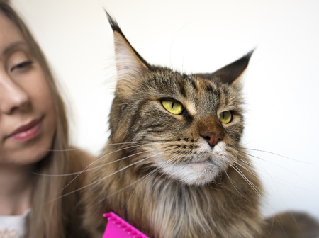 girl and cat close-up on a light background. She takes care of the cat.の写真素材