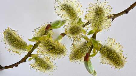 willow branches on a white background. Flowers willowの写真素材