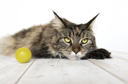 Maine Coon on a wooden table close-upの写真素材