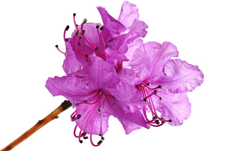 Rhododendron flower close-up on a light backgroundの写真素材