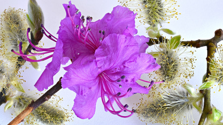 Rhododendron flower close-up on a light backgroundの写真素材