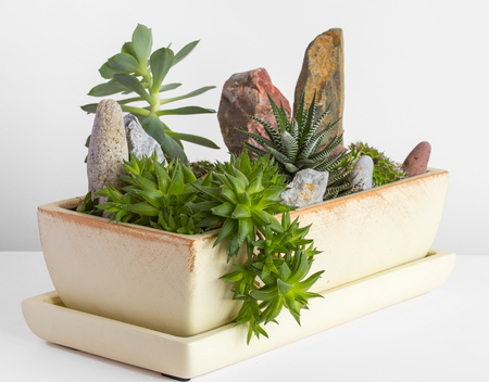 potted plants and stones in a potの写真素材