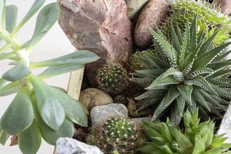 potted plants and stones in a potの写真素材